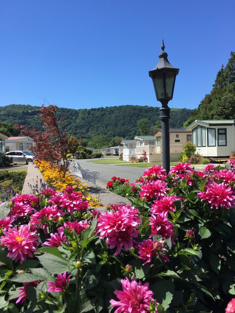 Maenan abbey flowers