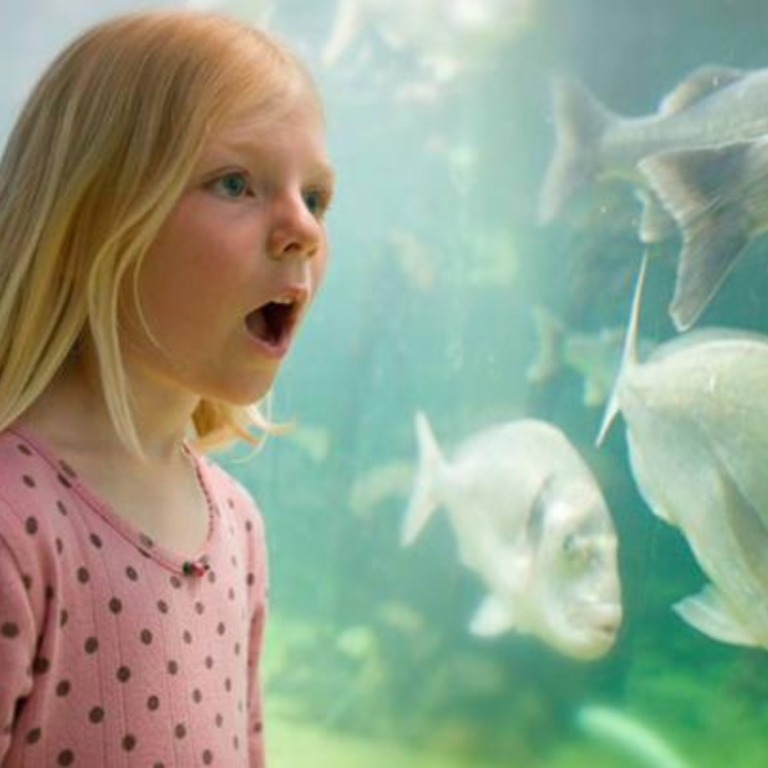 Anglesey Sea Zoo