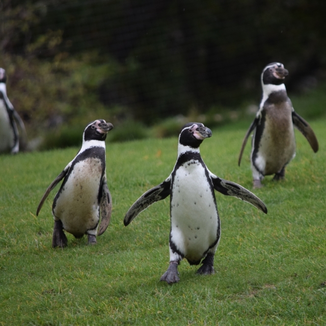 Colwyn Bay and Welsh Mountain Zoo