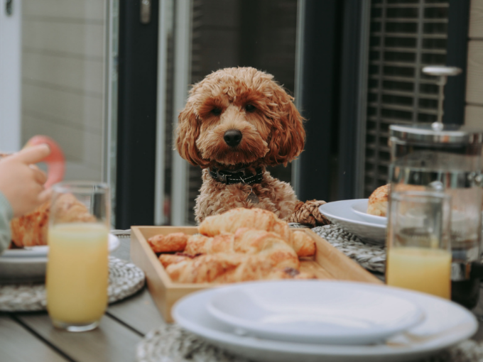 Dog Friendly Holidays