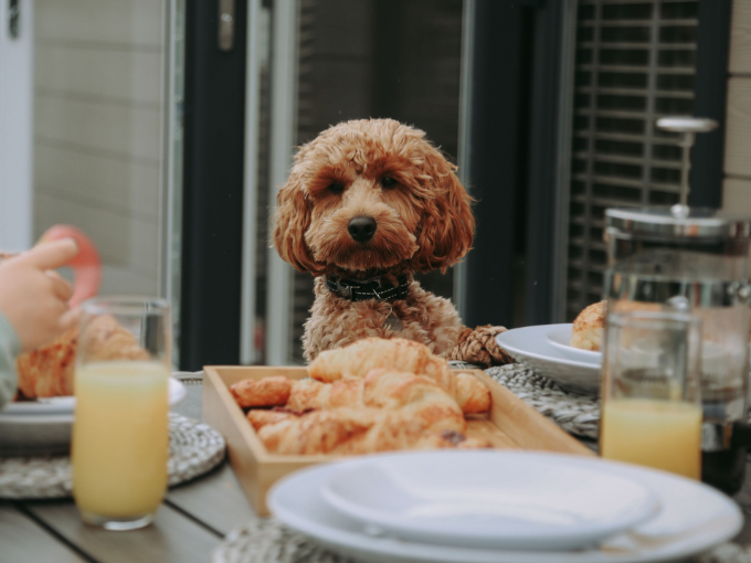 Dog Friendly Holidays