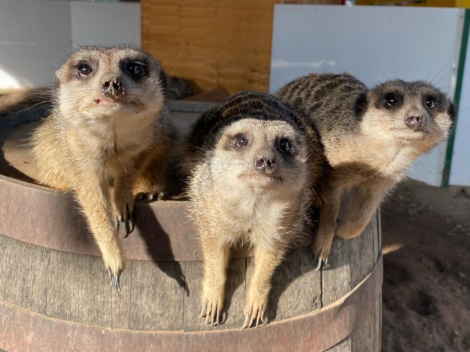 Greenacres Animal Park