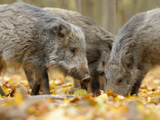 Bowland Wild Boar Park