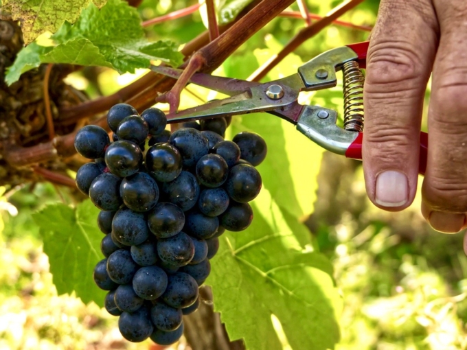KerryVale Self-Guided Vineyard Tour