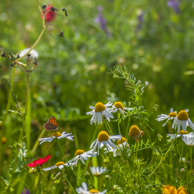 Biodiverse Habitats for Local Wildlife