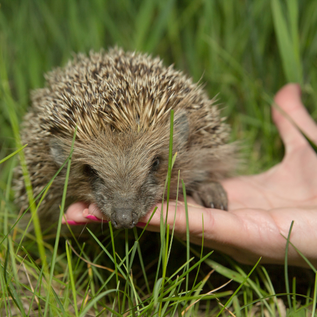 Creating safe habitats and helping nature thrive