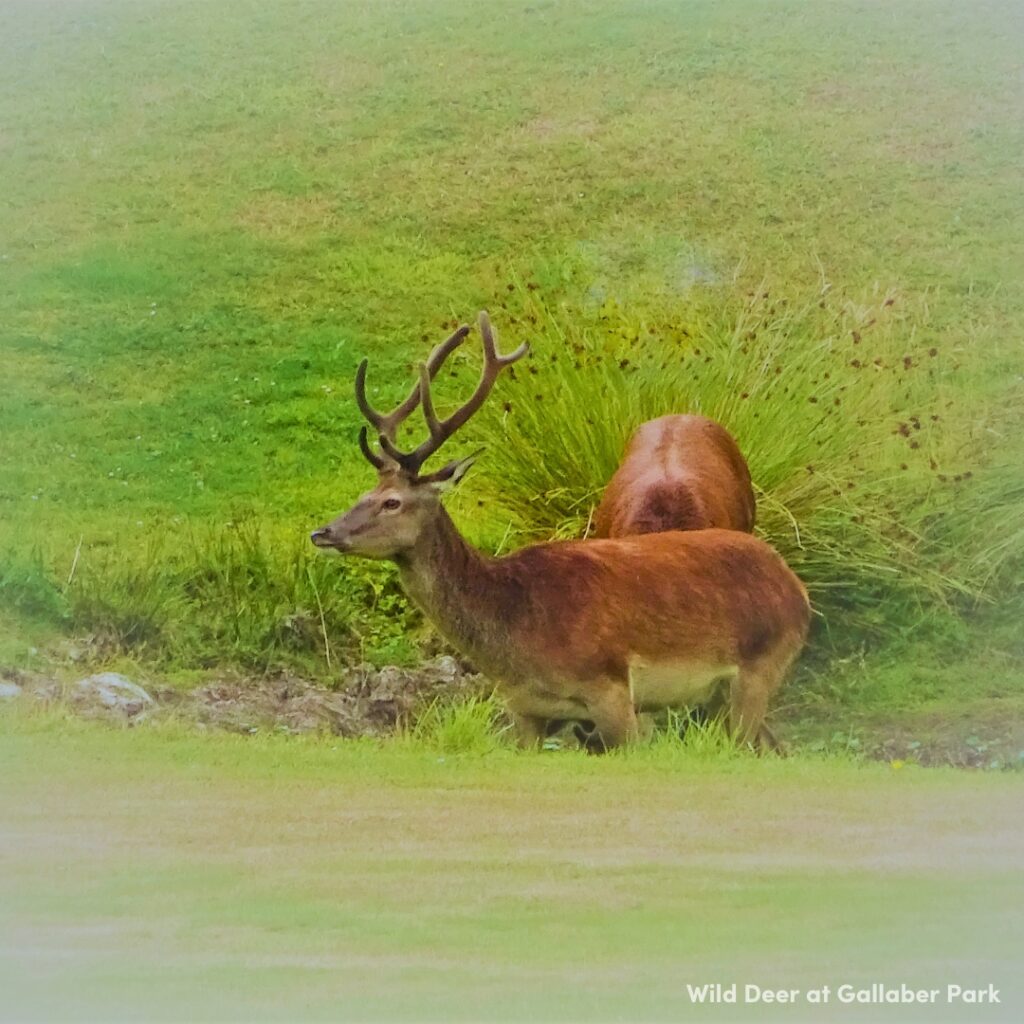 A picture of two a red deer grazing on a grassy field. The deer are stood in a dip in the field so you can only see from the tops of their legs upwards.