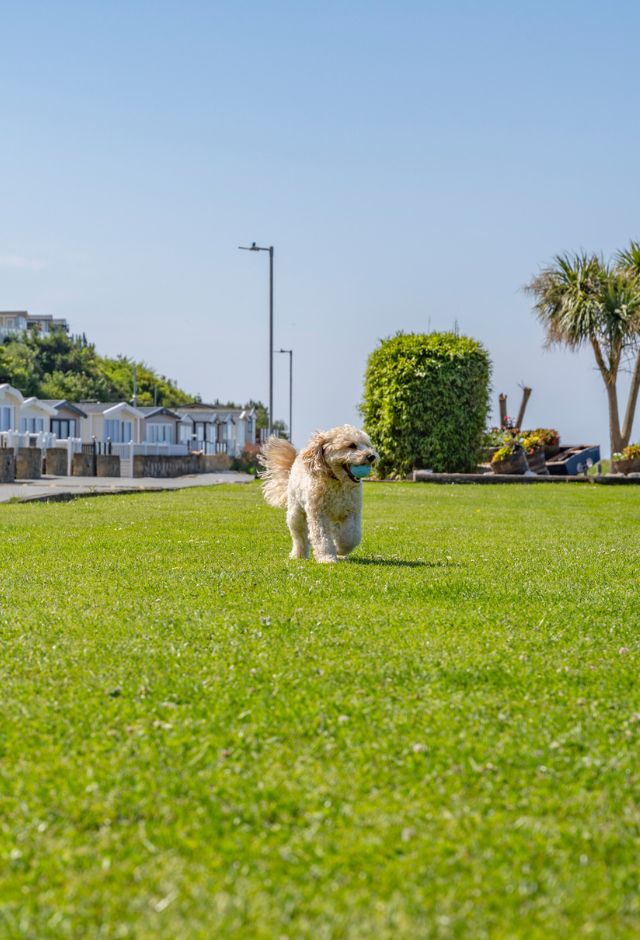 Dog-Friendly Holidays North Wales, 5 Perfect Itinerary Ideas