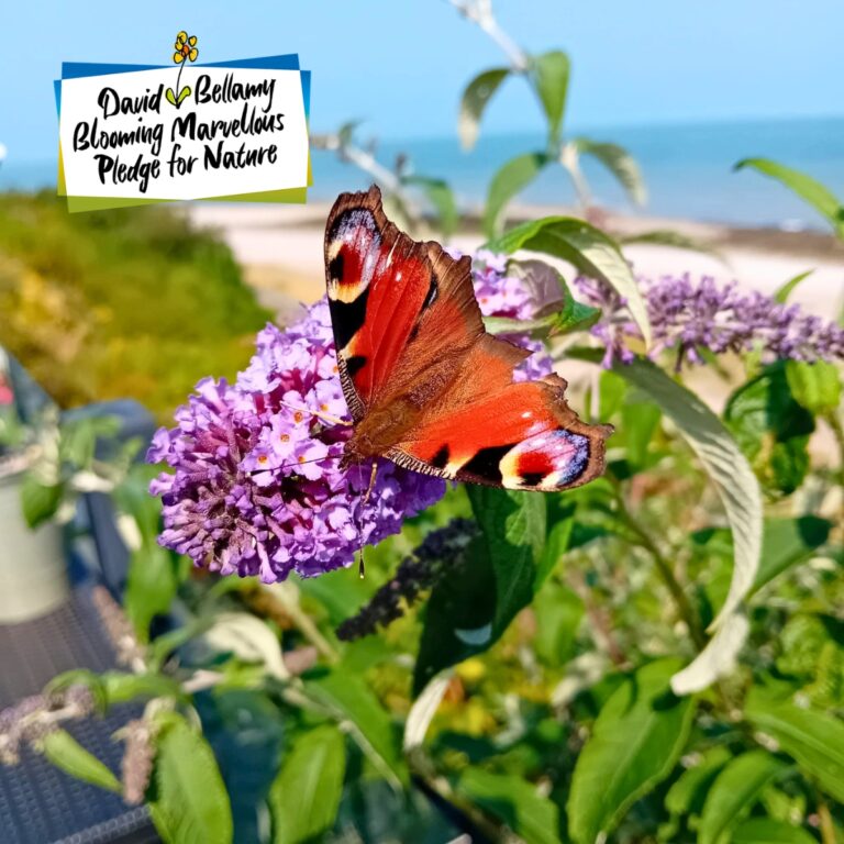 Peacock butterfly on a flower beside the David Bellamy Pledge for Nature logo