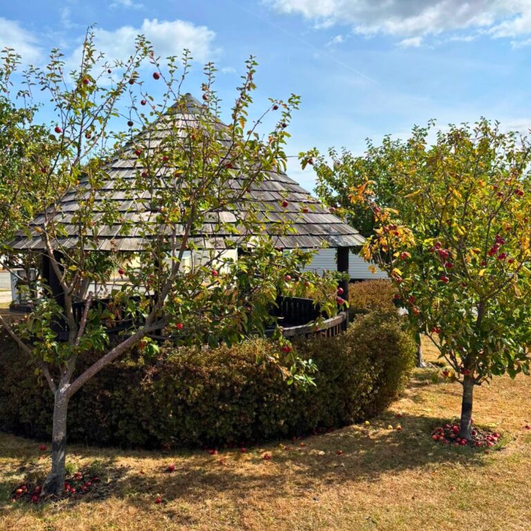 Fruit trees growing beside a garden shelter at The Beach Caravan Park