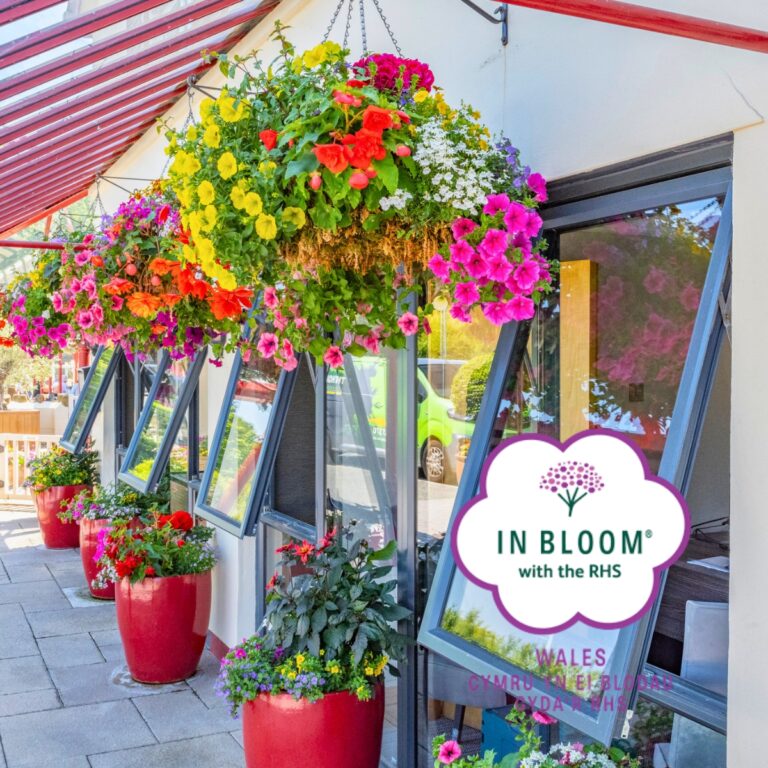 Colourful hanging baskets beside a Wales in Bloom sign