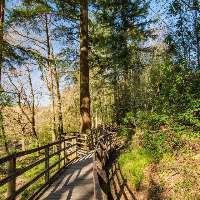 Wooden boardwalk with railings winding through sunlit woodland near Betws-y-Coed.