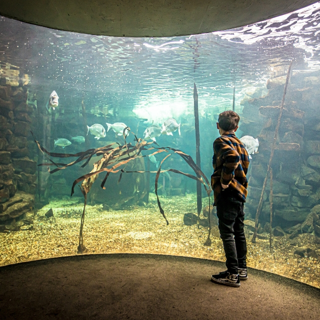 A child watching fish through a large curved aquarium window at Anglesey Sea Zoo.